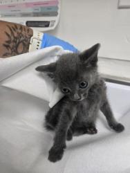Shelter Stray Female Cat last seen Oakland, CA 94606, Oakland, CA 94601