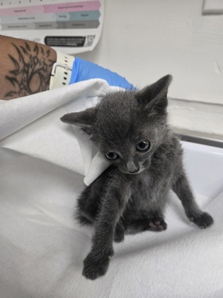Shelter Stray Female Cat last seen Oakland, CA 94606, Oakland, CA 94601
