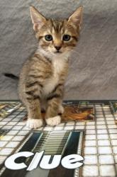 Shelter Stray Female Cat last seen Near Connie Lee DR, New Bern, NC, 1639 Old Airport Rd, New Bern, NC 28562, USA