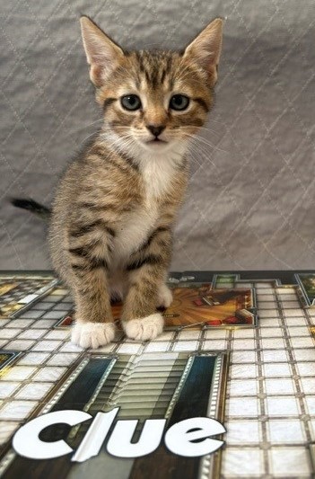 Shelter Stray Female Cat last seen Near Connie Lee DR, New Bern, NC, 1639 Old Airport Rd, New Bern, NC 28562, USA