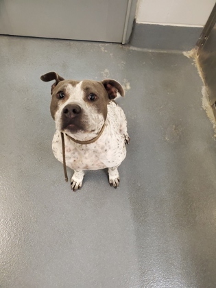 Shelter Stray Female Dog last seen Keller, TX 76248, Keller, TX 76248