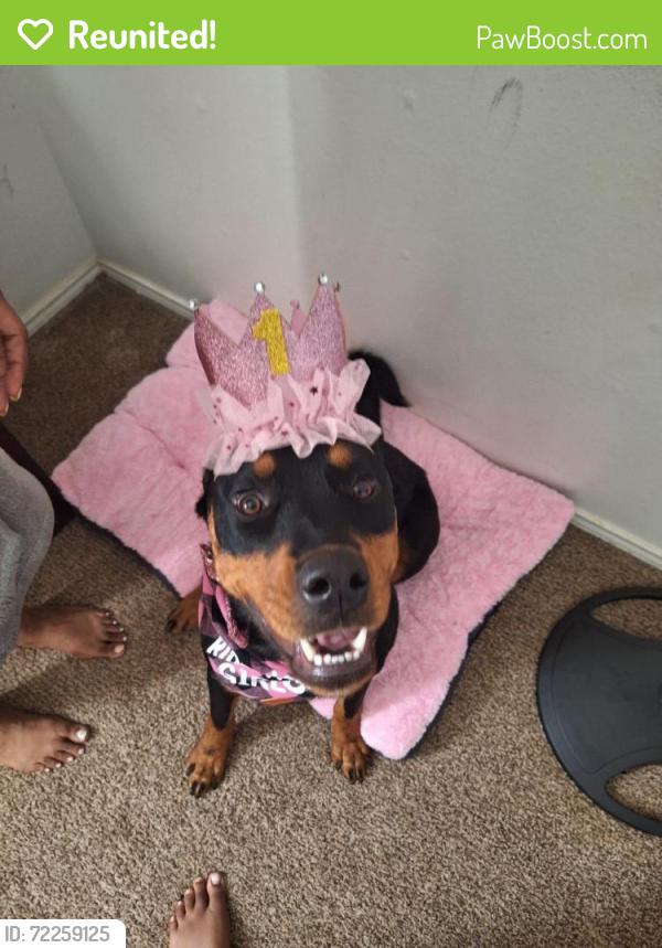 Reunited Female Dog last seen Near Freedom Way, Fort Worth tx 76244, Fort Worth, TX 76244