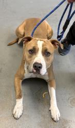 Shelter Stray Male Dog last seen Near W Jordan River Boulevard, Midvale, UT, 84047, 511 W 3900 S, Salt Lake City, UT 84123, USA
