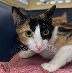 Shelter Stray Female Cat last seen Near Dwight Street, San Diego, CA, 92105, San Diego, CA 92110