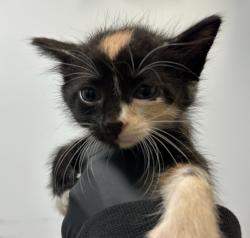 Shelter Stray Female Cat last seen Near Dwight Street, San Diego, CA, 92105, San Diego, CA 92110