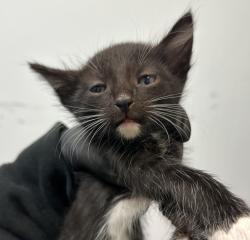 Shelter Stray Female Cat last seen Near Dwight Street, San Diego, CA, 92105, San Diego, CA 92110