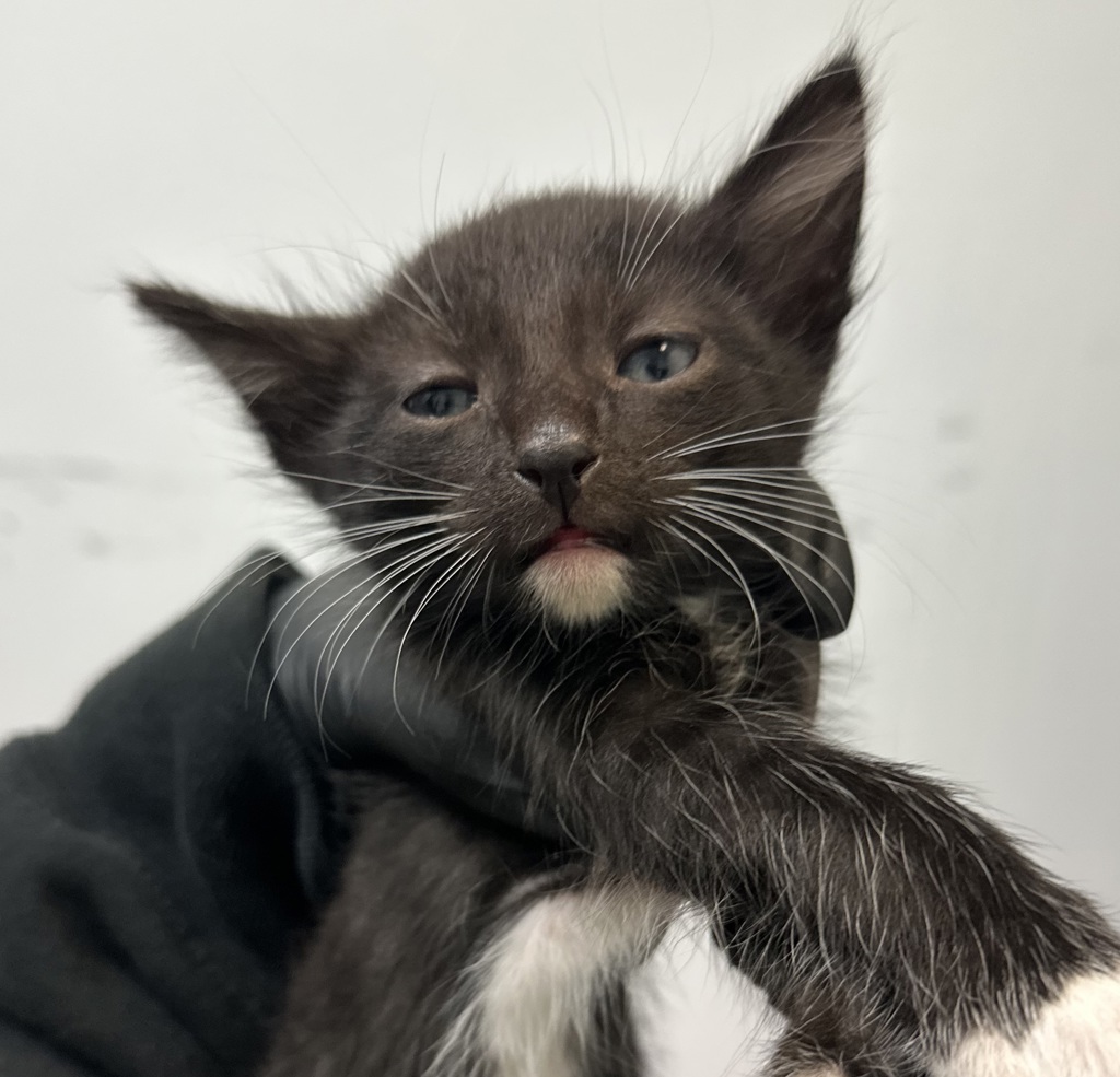 Shelter Stray Female Cat last seen Near Dwight Street, San Diego, CA, 92105, San Diego, CA 92110