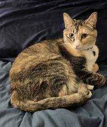 Reunited Female Cat last seen St. Rose Parkway and Jeffreys St, Las Vegas NV 89183, Henderson, NV 89052