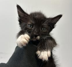 Shelter Stray Female Cat last seen Near Dwight Street, San Diego, CA, 92105, San Diego, CA 92110