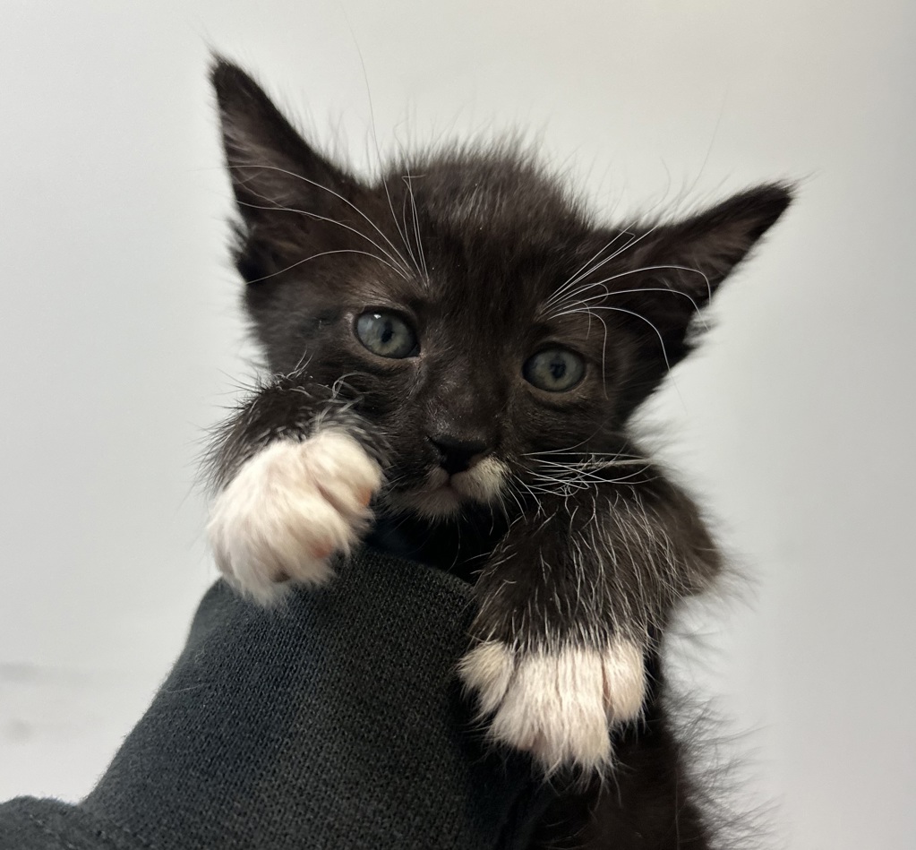 Shelter Stray Female Cat last seen Near Dwight Street, San Diego, CA, 92105, San Diego, CA 92110