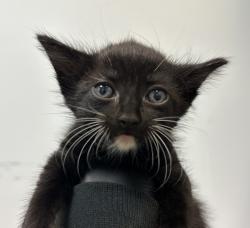 Shelter Stray Female Cat last seen Near Dwight Street, San Diego, CA, 92105, San Diego, CA 92110