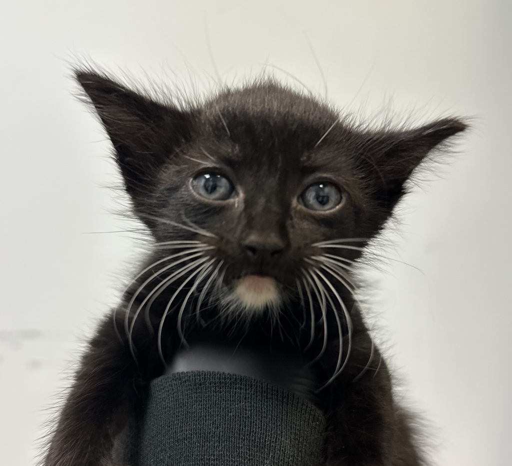Shelter Stray Female Cat last seen Near Dwight Street, San Diego, CA, 92105, San Diego, CA 92110