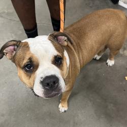 Shelter Stray Female Dog last seen , Tampa, FL 33607