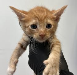 Shelter Stray Male Cat last seen Near Dwight Street, San Diego, CA, 92105, San Diego, CA 92110
