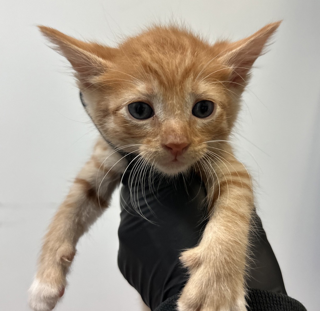 Shelter Stray Male Cat last seen Near Dwight Street, San Diego, CA, 92105, San Diego, CA 92110