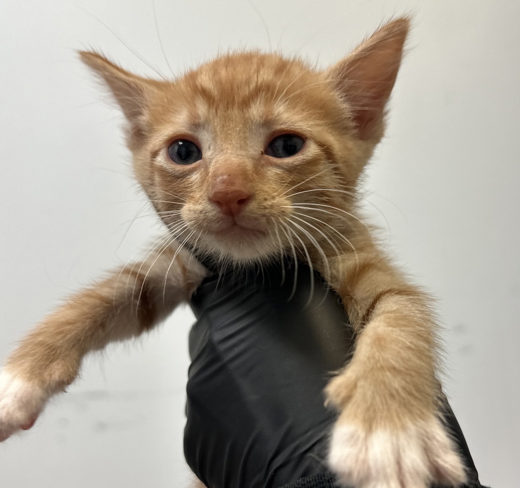 Shelter Stray Male Cat last seen Near Dwight Street, San Diego, CA, 92105, San Diego, CA 92110