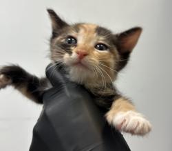 Shelter Stray Female Cat last seen Near Dwight Street, San Diego, CA, 92105, San Diego, CA 92110