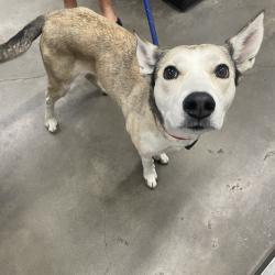 Shelter Stray Female Dog last seen , Tampa, FL 33607