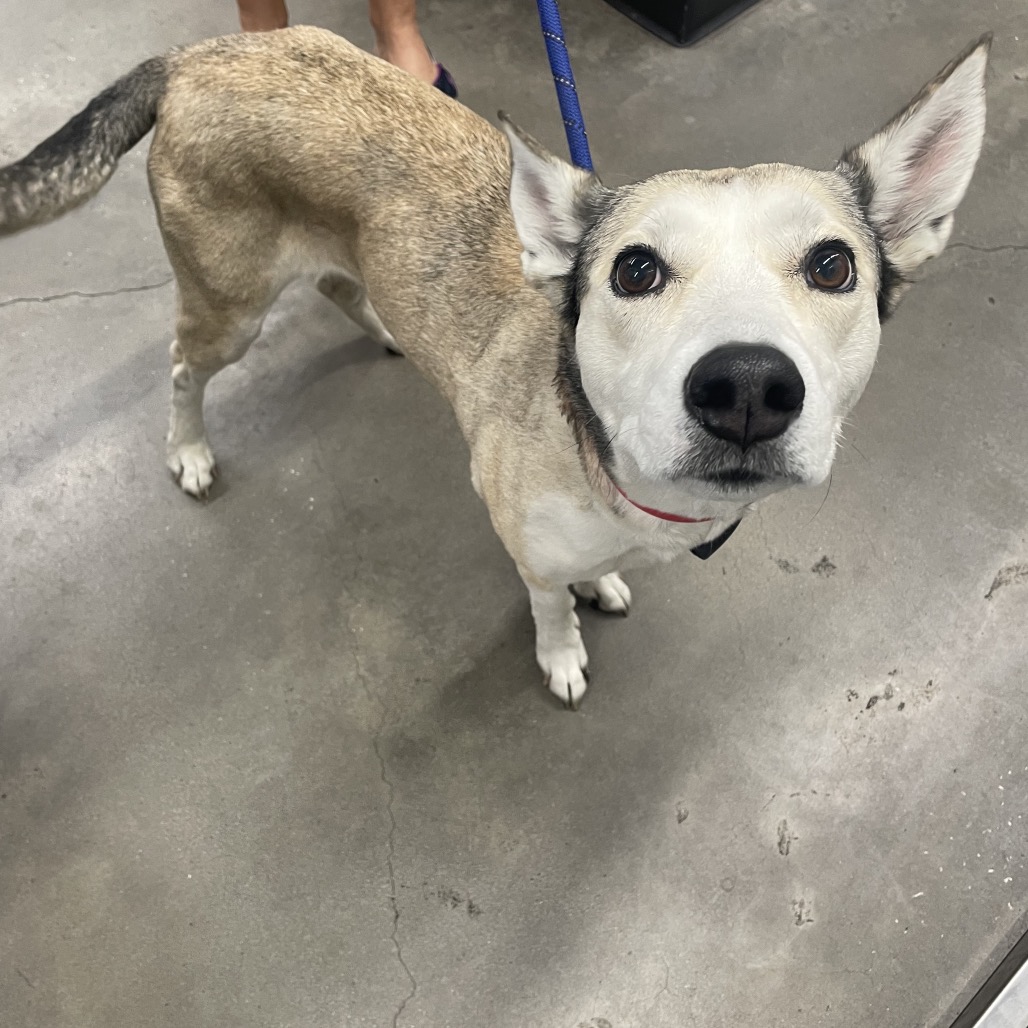 Shelter Stray Female Dog last seen , Tampa, FL 33607