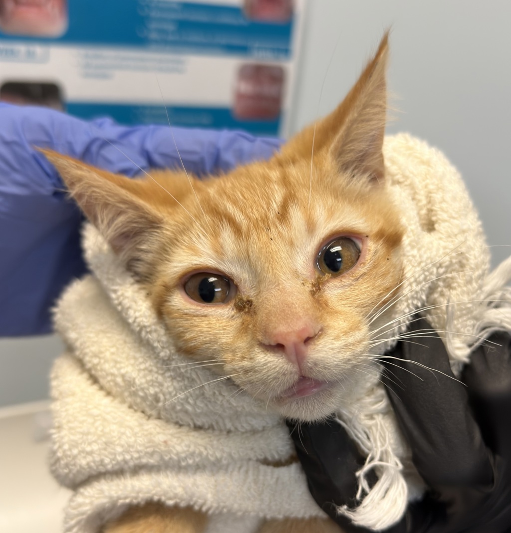Shelter Stray Male Cat last seen Near Delta Street, San Diego, CA, 92113, San Diego, CA 92110