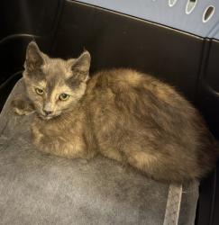Shelter Stray Female Cat last seen Near Delta Street, San Diego, CA, 92113, San Diego, CA 92110