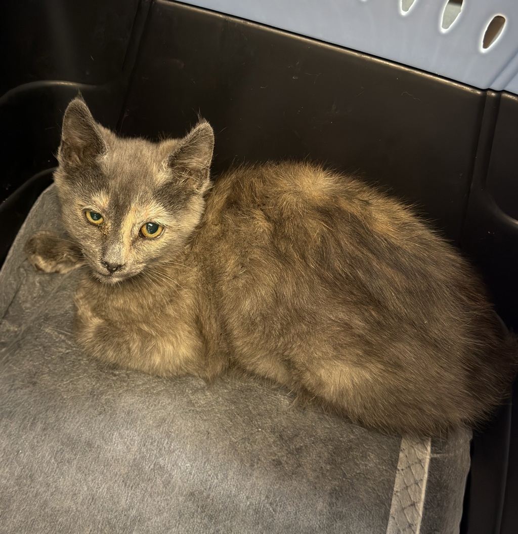 Shelter Stray Female Cat last seen Near Delta Street, San Diego, CA, 92113, San Diego, CA 92110
