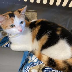 Shelter Stray Female Cat last seen , Memphis, TN 38133