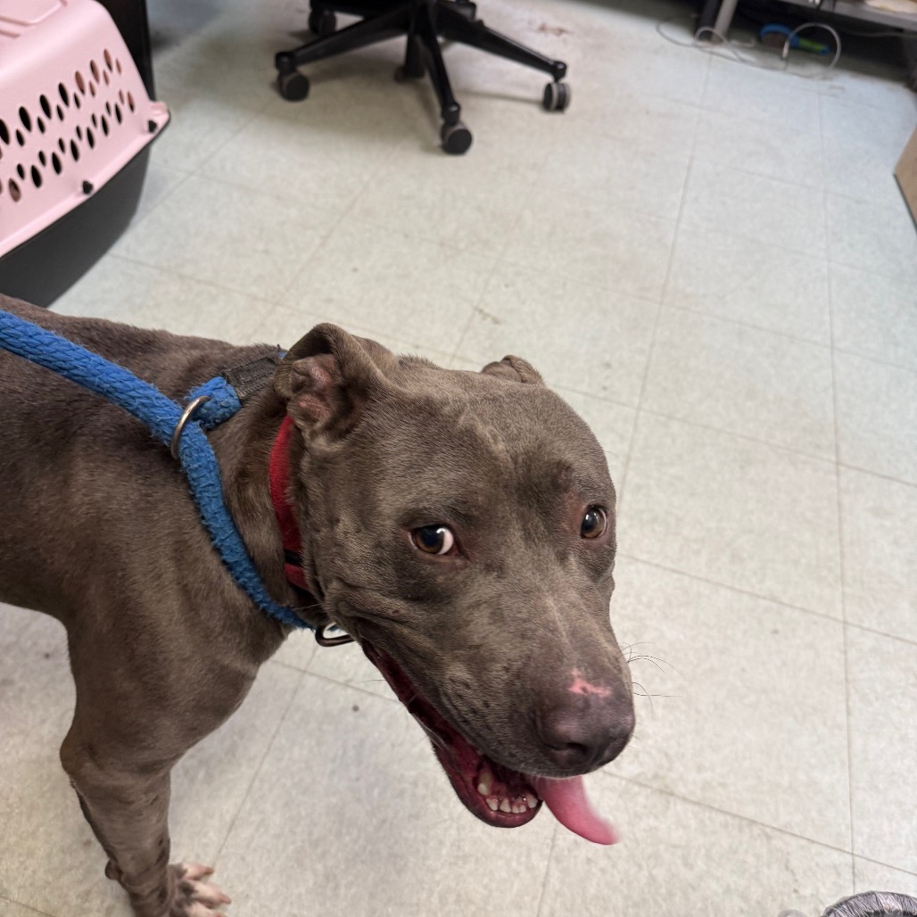 Shelter Stray Male Dog last seen , Animal Care & Control Team of Philly, 111 W Hunting Park Ave, Philadelphia, PA 19140, USA
