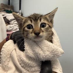 Shelter Stray Female Cat last seen Near Ivory Coast Drive, San Diego, CA, 92126, San Diego, CA 92110