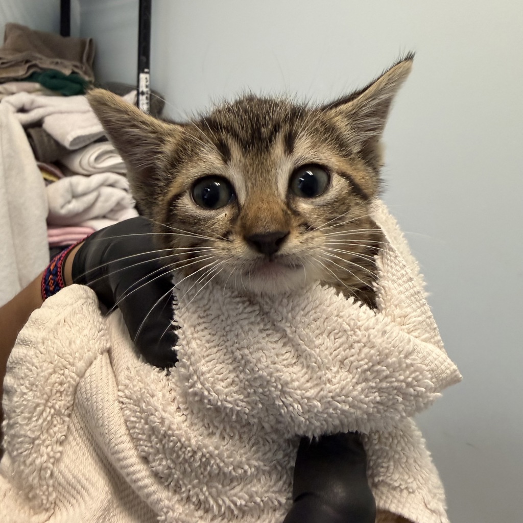 Shelter Stray Female Cat last seen Near Ivory Coast Drive, San Diego, CA, 92126, San Diego, CA 92110