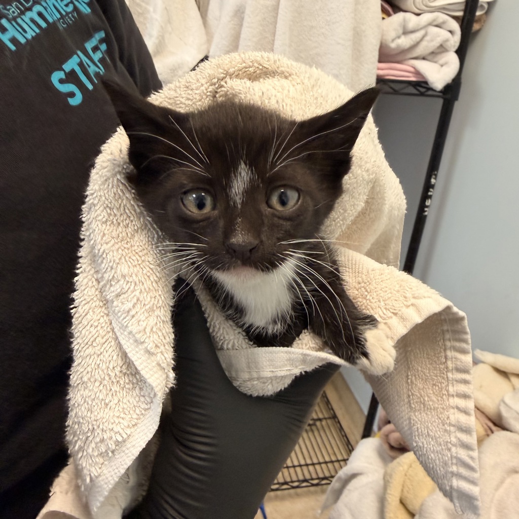 Shelter Stray Male Cat last seen Near Ivory Coast Drive, San Diego, CA, 92126, San Diego, CA 92110