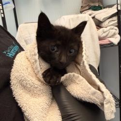 Shelter Stray Female Cat last seen Near Ivory Coast Drive, San Diego, CA, 92126, San Diego, CA 92110