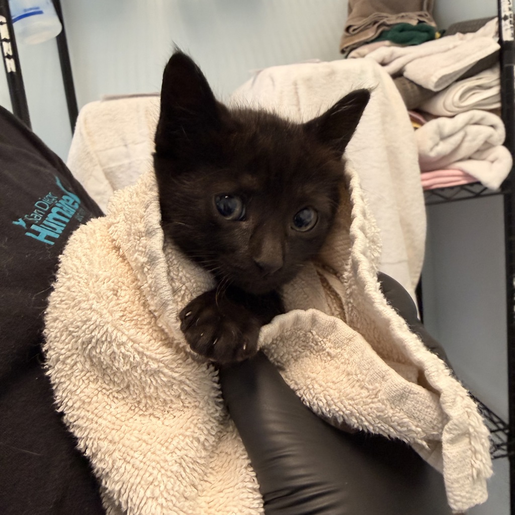 Shelter Stray Female Cat last seen Near Ivory Coast Drive, San Diego, CA, 92126, San Diego, CA 92110