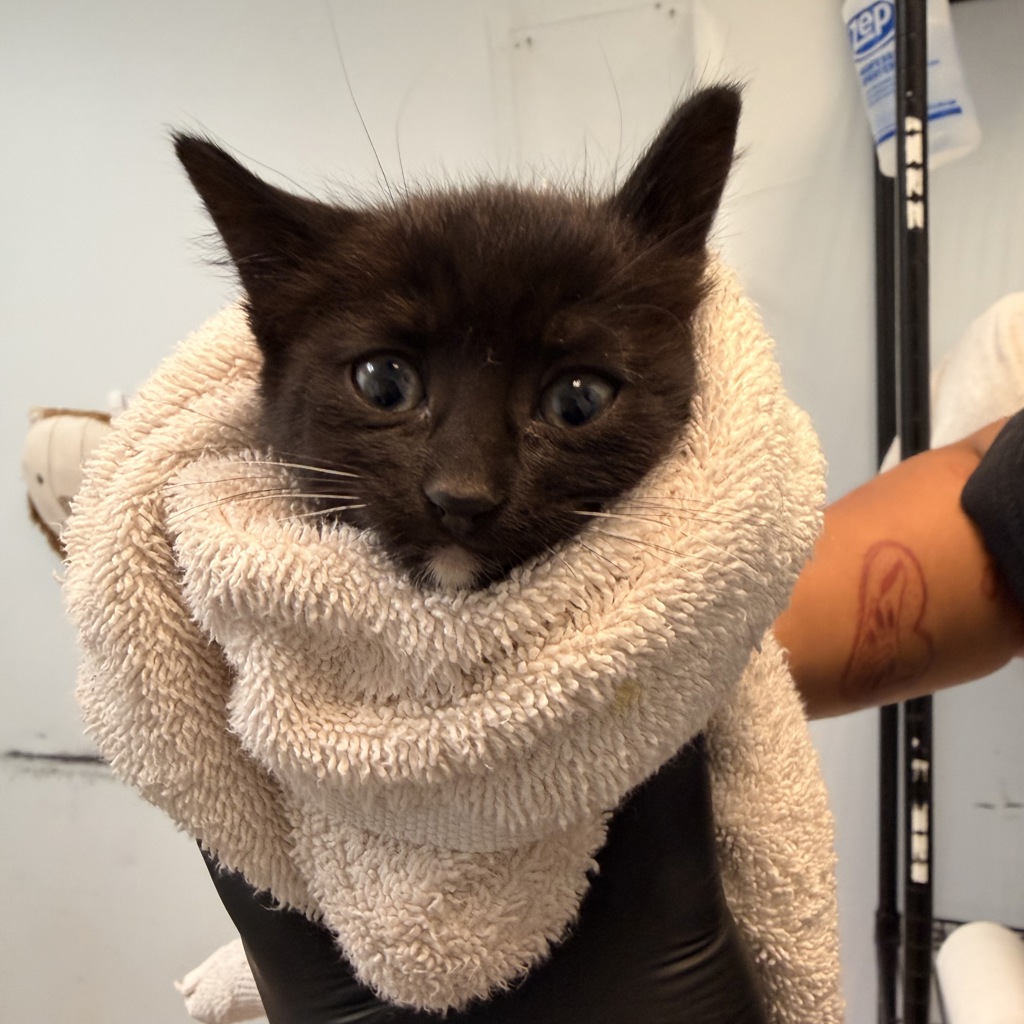 Shelter Stray Female Cat last seen Near Ivory Coast Drive, San Diego, CA, 92126, San Diego, CA 92110