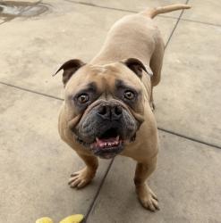 Shelter Stray Male Dog last seen Mesa Grande Road, Santa Ysabel, CA, 92070, San Diego, CA 92110