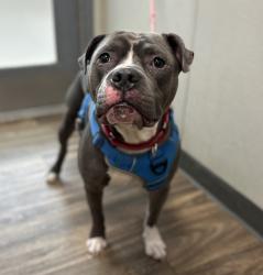 Shelter Stray Male Dog last seen Near Cowley Way, San Diego, CA, 92117, San Diego, CA 92110