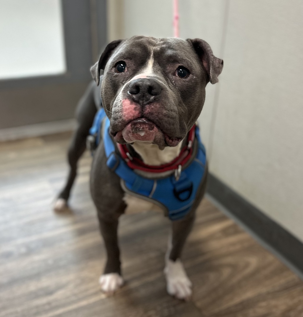 Shelter Stray Male Dog last seen Near Cowley Way, San Diego, CA, 92117, 5500 Gaines St, San Diego, CA 92110, USA