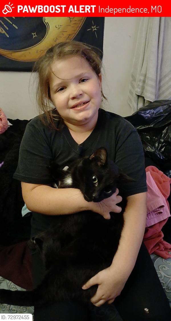 Lost Male Cat last seen Price chopper 23rd n sterling , Independence, MO 64052