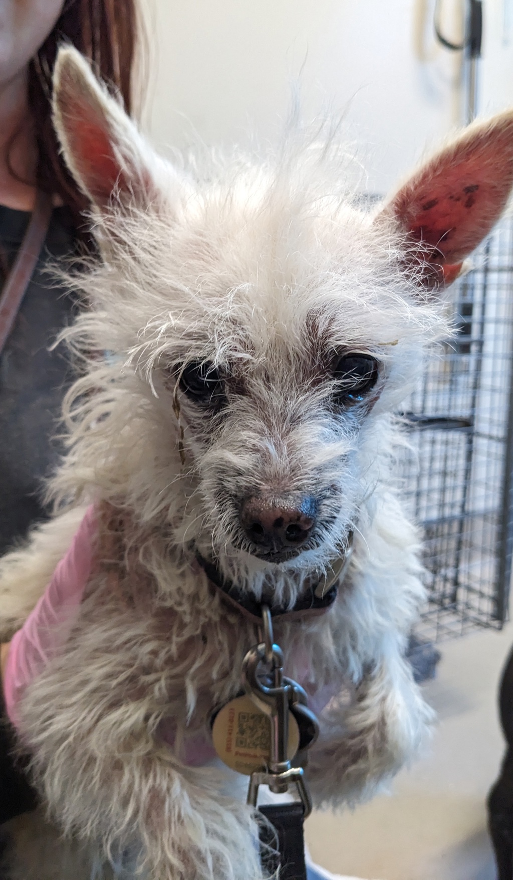 Shelter Stray Male Dog last seen Apt 45,8712 N Magnolia Avenue, Santee, CA, 92071, El Cajon, CA 92020