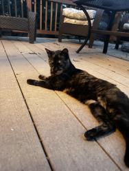Reunited Unknown Cat last seen Washington Ave and Beechwood Terrace, Dunellen, NJ 08812