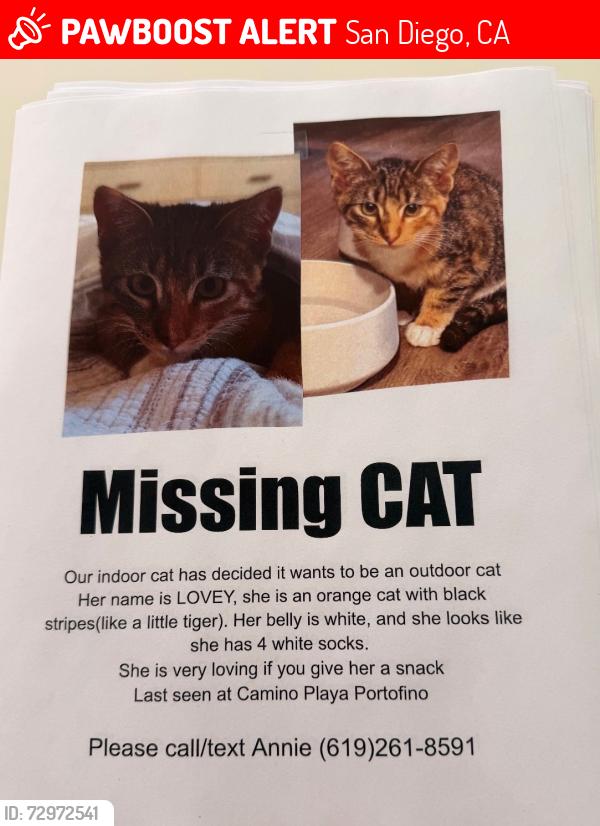 Lost Female Cat last seen Antigua and Camino Playa Portofino, San Diego, CA 92124