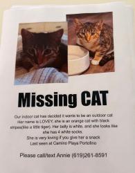Lost Female Cat last seen Antigua and Camino Playa Portofino, San Diego, CA 92124