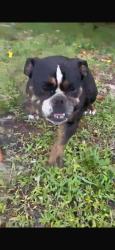 Found/Stray Female Dog last seen Close to Pompano Beach Highlands Park, Pompano Beach, FL 33064