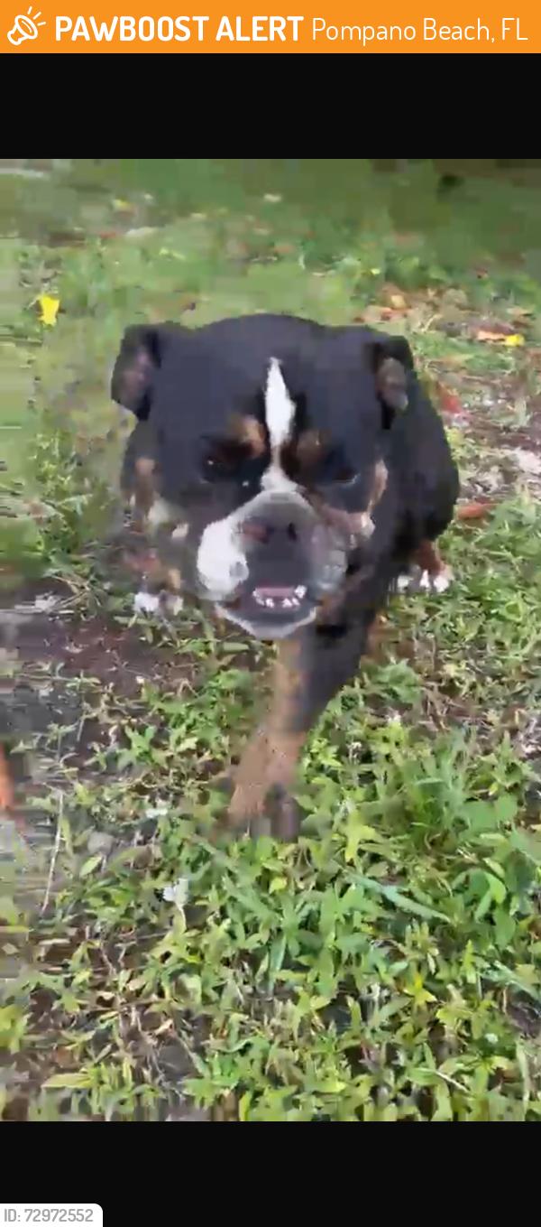 Found/Stray Female Dog last seen Close to Pompano Beach Highlands Park, Pompano Beach, FL 33064