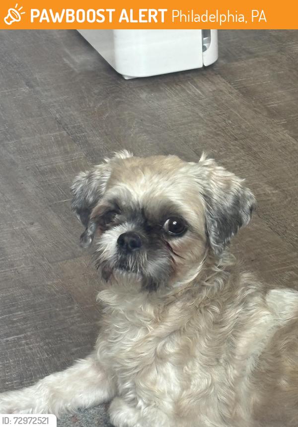 Found/Stray Female Dog last seen Wakeling street and Torresdale avenue , Philadelphia, PA 19124