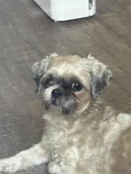 Found/Stray Female Dog last seen Wakeling street and Torresdale avenue , Philadelphia, PA 19124