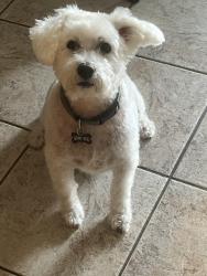 Lost Male Dog last seen Valley Home, La Habra, CA 90631