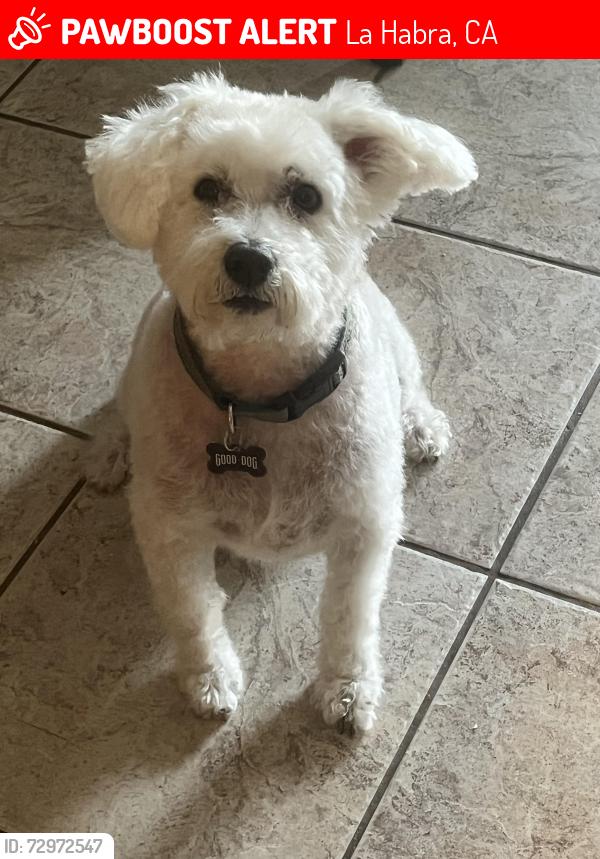 Lost Male Dog last seen Valley Home, La Habra, CA 90631