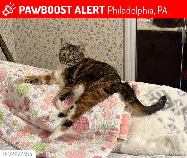 Lost Female Cat last seen Rhawnhurst School, Philadelphia, PA 19111