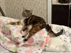 Lost Female Cat last seen Rhawnhurst School, Philadelphia, PA 19111